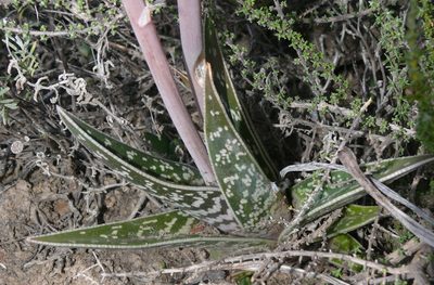 Gonialoe variegata, photographed by Tony Rebelo