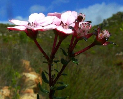Adenandra mundiifolia, photographed by Tony Rebelo
