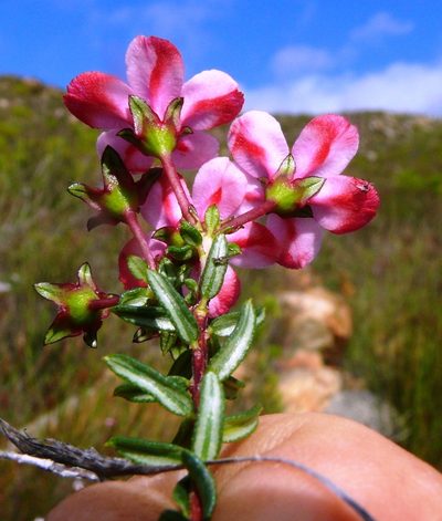 Adenandra mundiifolia, photographed by Tony Rebelo