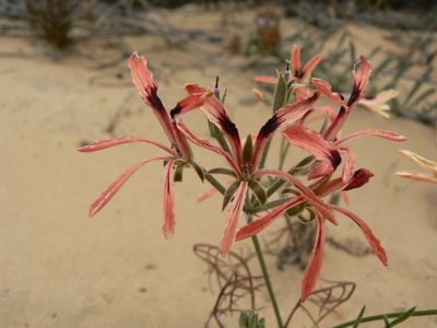 Pelargonium longifolium, photographed by Jacques van der Merwe