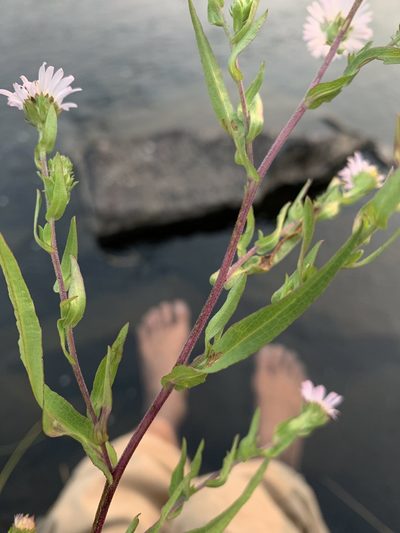 Symphyotrichum foliaceum, photographed by mark-groeneveld