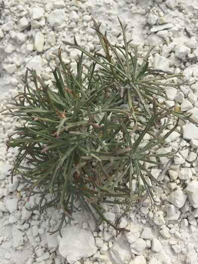 Lepidium meyeri, photographed by Елена Патерикина