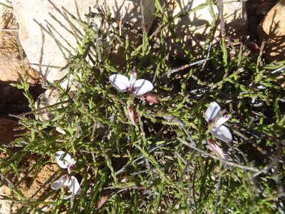 Polygala microlopha, photographed by Nicola van Berkel