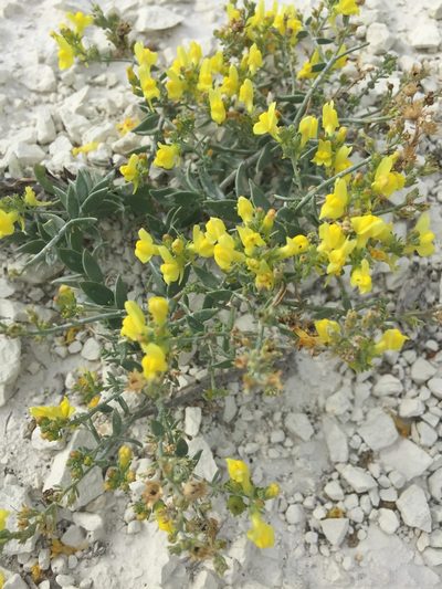 Linaria cretacea, photographed by Елена Патерикина