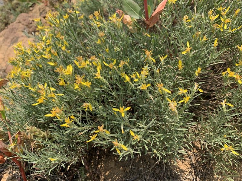 Ericameria bloomeri, photographed by mark-groeneveld