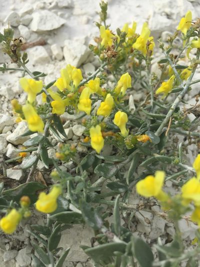 Linaria cretacea, photographed by Елена Патерикина
