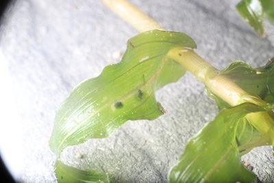 Potamogeton richardsonii, photographed by Steven Bodzin