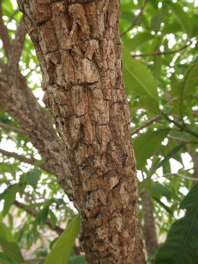 Tabernaemontana elegans, photographed by Andrew Deacon