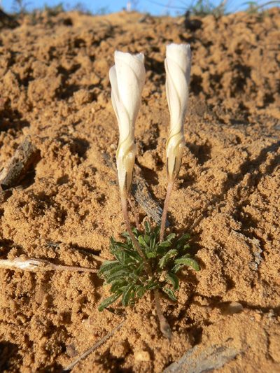 Oxalis argyrophylla, photographed by Jacques van der Merwe