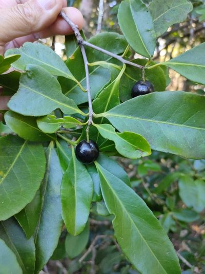 Elaeodendron melanocarpum, photographed by Tony van Kampen