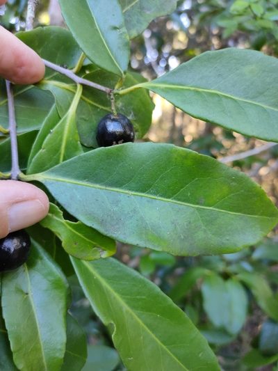Elaeodendron melanocarpum, photographed by Tony van Kampen