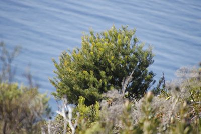Hakea drupacea, photographed by Tony Rebelo