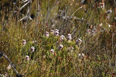 Serruria hirsuta, photographed by Tony Rebelo