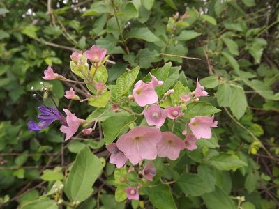 Karomia speciosa, photographed by Andrew Deacon
