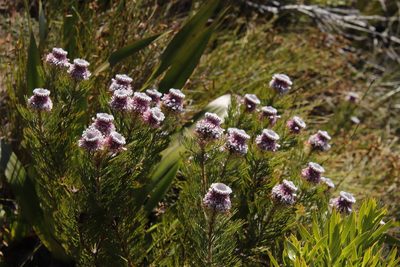 Serruria hirsuta, photographed by Tony Rebelo