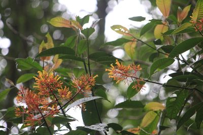 Palicourea padifolia, photographed by Juanito Escamilla