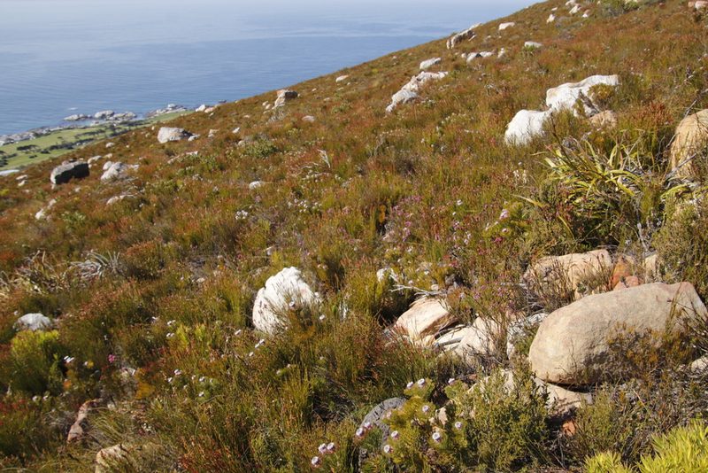 Serruria hirsuta, photographed by Tony Rebelo