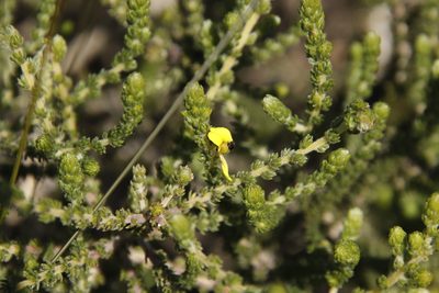 Aspalathus ericifolia, photographed by Tony Rebelo