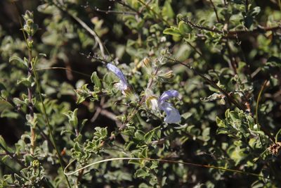 Salvia africana, photographed by Tony Rebelo