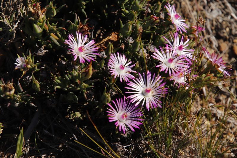 Lampranthus aduncus, photographed by Tony Rebelo