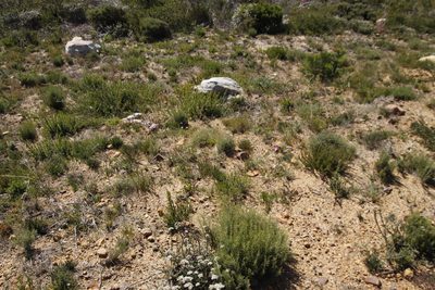 Lampranthus aduncus, photographed by Tony Rebelo