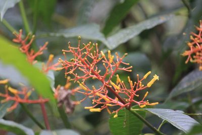 Palicourea padifolia, photographed by Juanito Escamilla