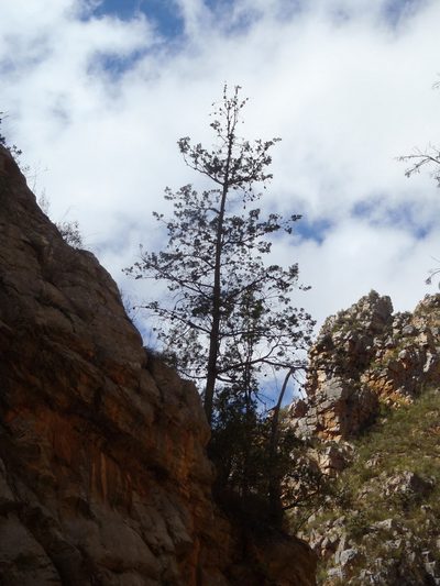 Widdringtonia schwarzii, photographed by Nicola van Berkel