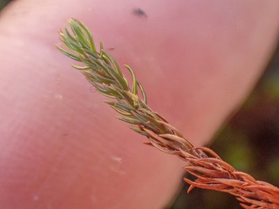 Polytrichastrum sexangulare, photographed by Trevor Van Loon