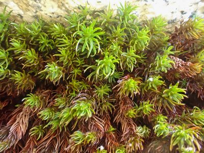 Polytrichastrum sexangulare, photographed by Trevor Van Loon