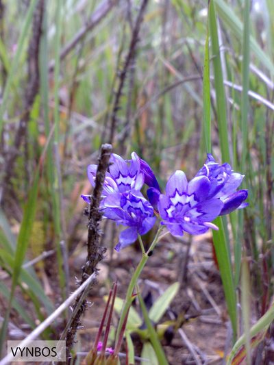 Codonorhiza elandsmontana, photographed by Chris Vynbos