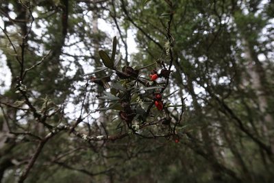 Pittosporum bicolor, photographed by Cowirrie