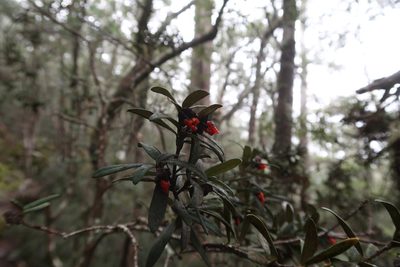 Pittosporum bicolor, photographed by Cowirrie