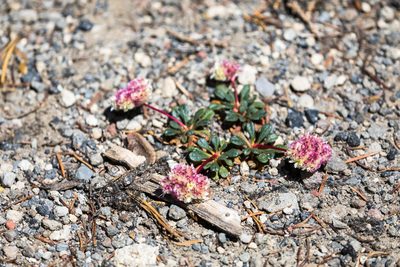Cistanthe umbellata, photographed by Melissa McMasters