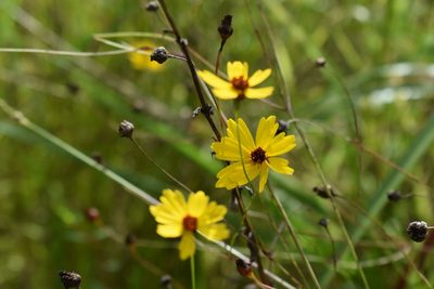 Coreopsis leavenworthii, photographed by Michelle Sevcovas