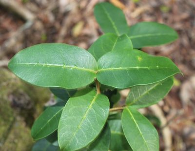 Noronhia foveolata, photographed by Tony Rebelo
