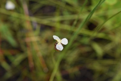 Xyris caroliniana, photographed by Michelle Sevcovas