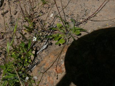 Wahlenbergia annularis, photographed by Tony Rebelo