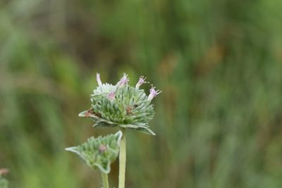 Elephantopus elatus, photographed by Michelle Sevcovas