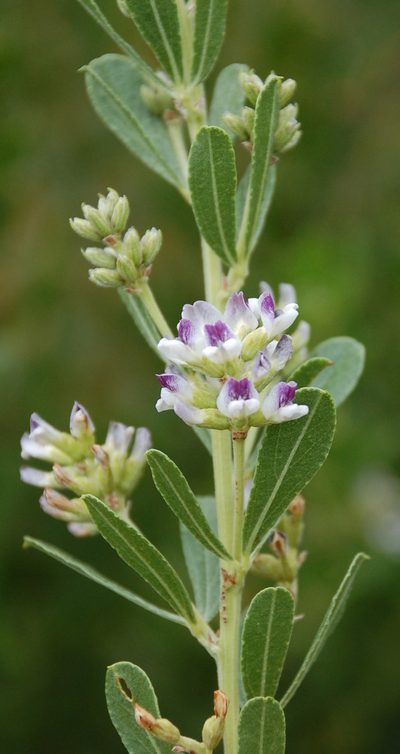 Psoralea wilmsii, photographed by Charles Stirton