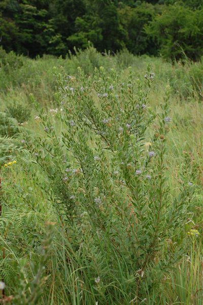 Psoralea wilmsii, photographed by Charles Stirton