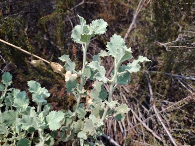 Malacothamnus marrubioides, photographed by Daniel S.