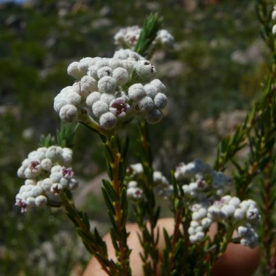 Phylica cryptandroides, photographed by Tony Rebelo