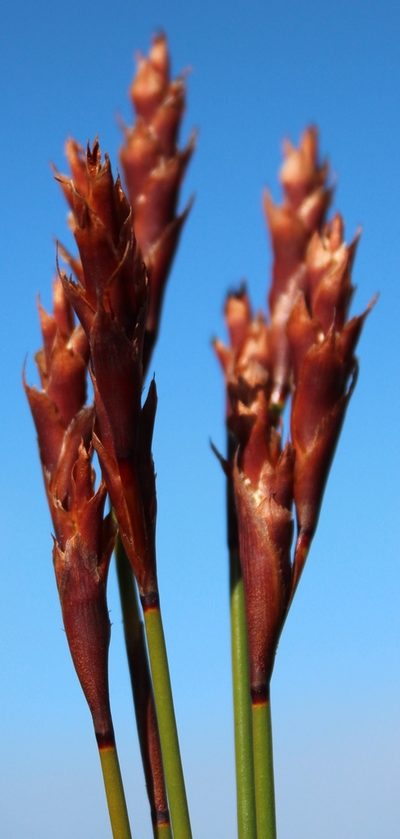 Staberoha banksii, photographed by Tony Rebelo