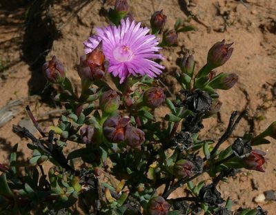 Ruschiella lunulata, photographed by Tony Rebelo