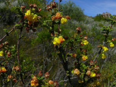 Hermannia aspera, photographed by Tony Rebelo