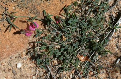 Indigofera venusta, photographed by Tony Rebelo