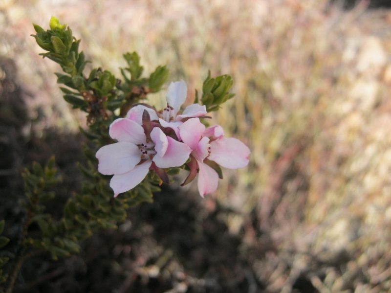 Adenandra dahlgrenii, photographed by Di Turner