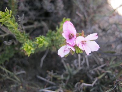 Adenandra dahlgrenii, photographed by Di Turner