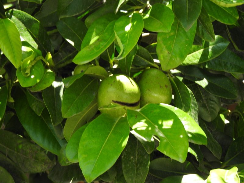 Diospyros nigra, photographed by Oscar Alejandro Morales Juárez