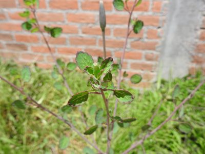Porophyllum ruderale, photographed by Oscar Alejandro Morales Juárez